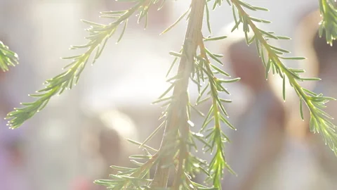 Branch of fir-tree on  blurred background with people Stock Footage 284714472
