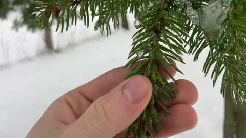 A branch of a fir tree. Video stock 233084018