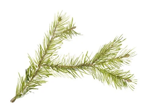 Branch of fir tree Stock Illustration
