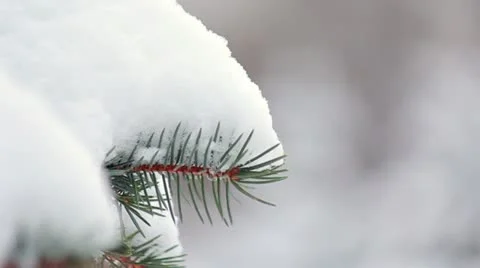 Branch of fir tree in snow 動画素材 16905907