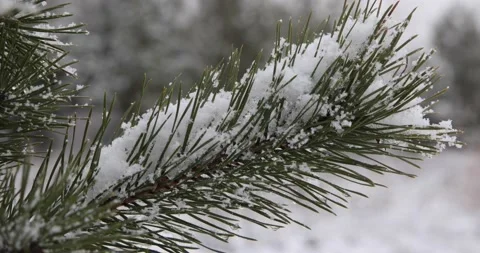 A branch of a fir tree in the snow. Stock Footage 149784227