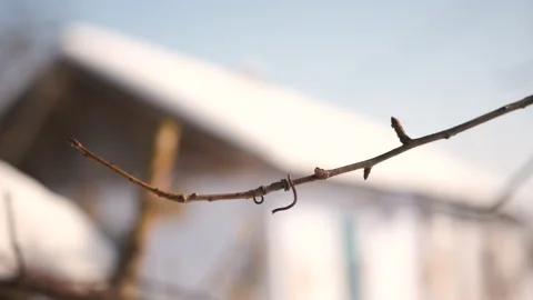 Branch with the first buds. Spring and warming Stock Footage 150039850