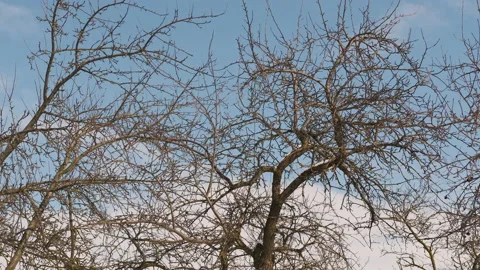 Branch with the first buds. Spring and warming Stock Footage 150040732