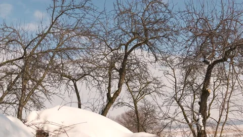 Branch with the first buds. Spring and warming Stock Footage 150053295
