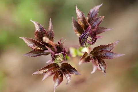 Branch of the first red leaves of the tree. Loose kidneys, macro Stock Photos