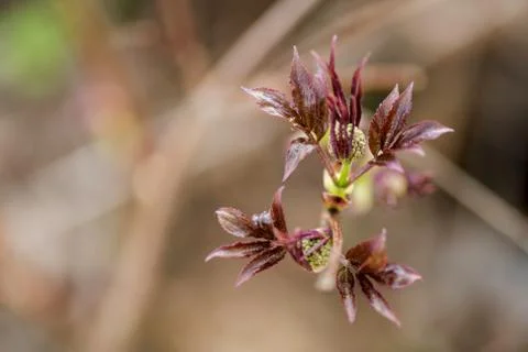 Branch of the first red leaves of the tree. Loose kidneys, macro Stock Photos