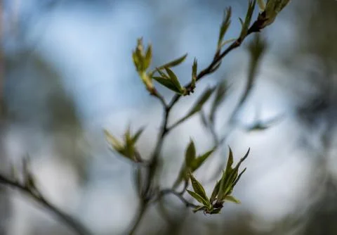 Branch of the first red leaves of the tree. Loose kidneys, macro Stock Photos