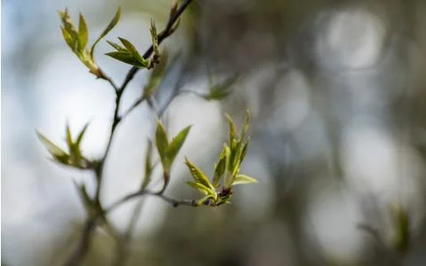 Branch of the first red leaves of the tree. Loose kidneys, macro Stock Photos