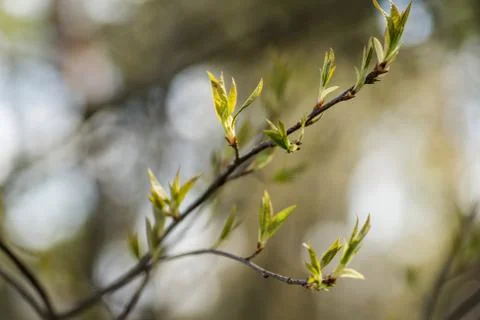 Branch of the first red leaves of the tree. Loose kidneys, macro Stock Photos