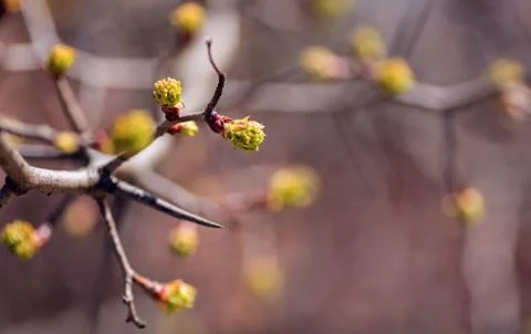 Branch of the first red leaves of the tree. Loose kidneys, macro Stock Photos
