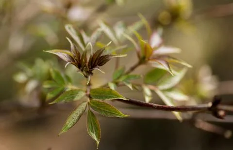 Branch of the first red leaves of the tree. Loose kidneys, macro Stock Photos