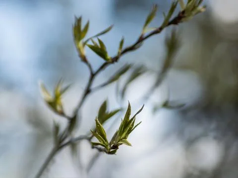 Branch of the first red leaves of the tree. Loose kidneys, macro Stock Photos