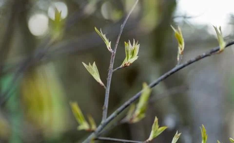 Branch of the first red leaves of the tree. Loose kidneys, macro Stock Photos