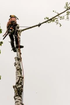 The branch is fixed with a rope. Photos