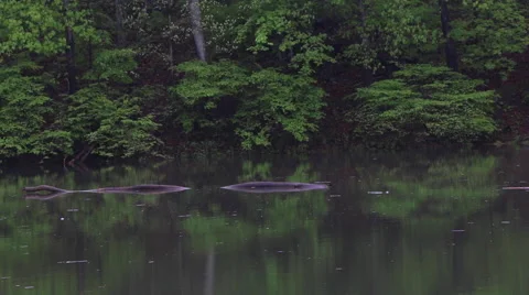 Branch Floating in Lake in the Forest Stock-Footage 62827594