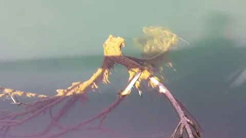 Branch floating at water Stock Footage 103367795