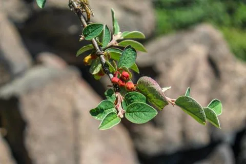 Branch with flower buds Cotoneaster integerrimus, 'Common cotoneaster', 'Gewh Stock Photos