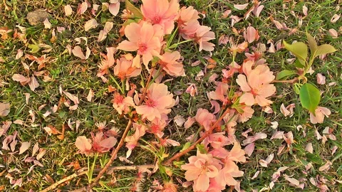 A branch of flowered cherry Stock Footage 89445071
