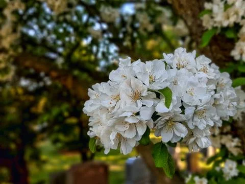 Branch of flowering apple in cemetery 스톡 사진