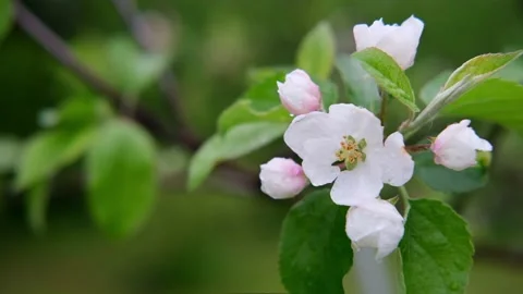 Branch of a flowering apple tree with beautiful flowers close-up after the rain Stock Footage 154983089