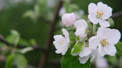 Branch of a flowering apple tree with beautiful flowers close-up after the rain Stock Footage 156718917