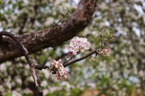 Branch of the flowering apple tree in the cloudy day 库存照片