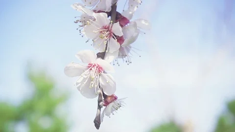 Branch with flowering buds slow motion Stock Footage 88400702