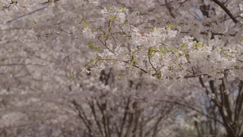 Branch of Flowering Cherry Blossom Tree Stock Footage 336226111