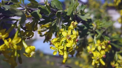 The branch of flowering currant swaying in wind, yellow flowers currants on Stock Footage 106973334