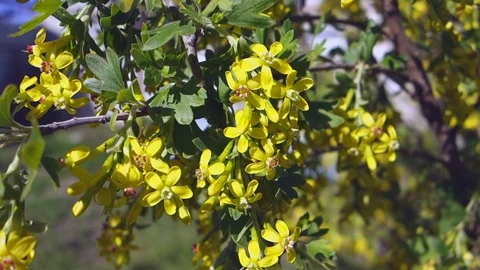The branch of flowering currant swaying in wind, yellow flowers currants on Video stock 106976850