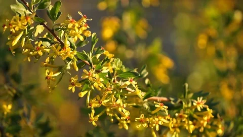 The branch of a flowering currant is swinging by the wind Stock Footage 75026828