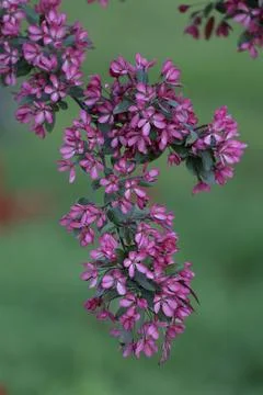 A branch of a flowering decorative apple tree on a blurred green background. Stock Photos