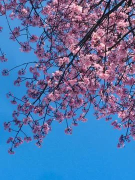 A branch of a flowering fruit tree of a delicate pink color on a blue background Stock Photos