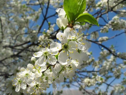 Branch of a flowering fruit tree Stock-Fotos