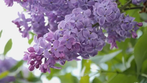 Branch with flowering lilac Stock Footage 88993887