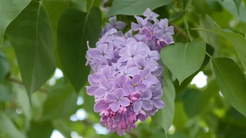 Branch with flowering lilac Stock Footage 88994181