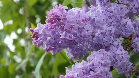 Branch with flowering lilac Stock Footage 88994503