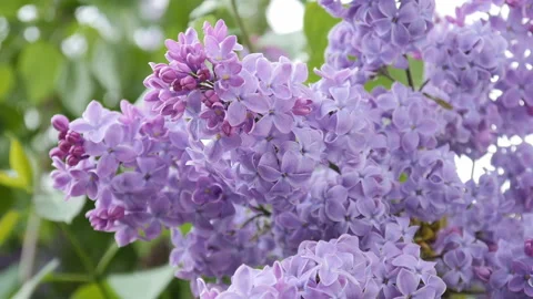 Branch with flowering lilac Stock Footage 88994697