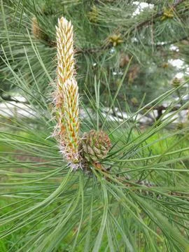 A branch of a flowering pine tree with small green cones close-up Stock Photos
