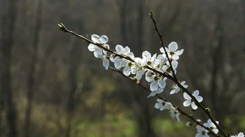 Branch of Flowering Plum Stock Footage 107371027