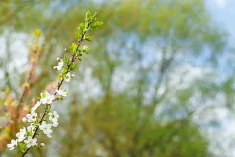 A branch of a flowering tree close-up. Close up of beautiful white flowers of Stock Photos