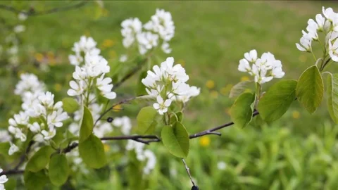 Branch of a flowering tree closeup. Outside, the wind, white flowers in inflores Stock Footage 84448893