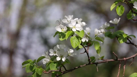 A Branch Of A Flowering Tree With Delicate White Blossoms And Green Leaves Gentl Stock Footage 314407476