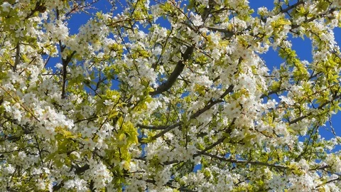 A branch of a flowering tree is dotted with small white flowers Stock Footage 123572130