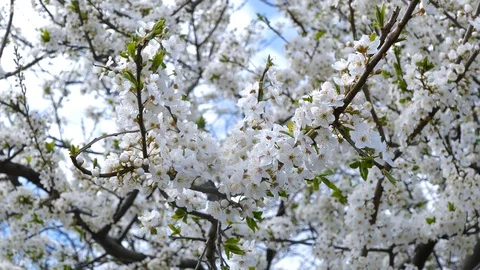 A branch of a flowering tree is dotted with small white flowers Stock-Footage 123573516
