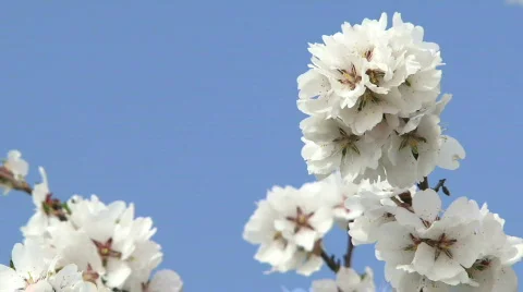 Branch of a flowering tree Stock Footage