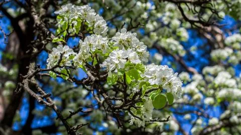 A branch of flowering tree Stock Photos