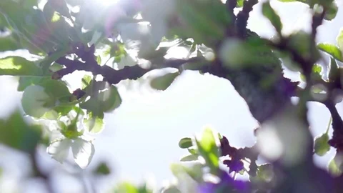 Branch of a flowering tree. Slow motion. Stock Footage 76187359