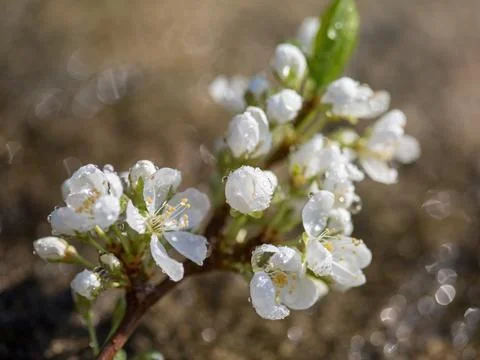 A branch of a flowering tree in the spring is close-up. Natural background Stock Photos