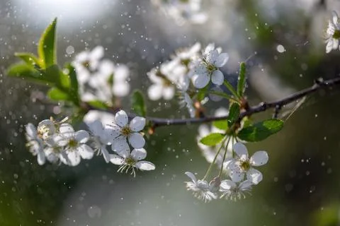 A branch of a flowering tree in the spring is close-up. Natural background Stock Photos
